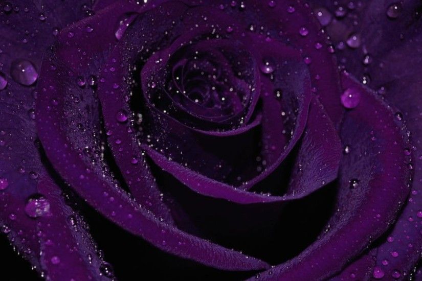 ... purple rose wallpaper ...