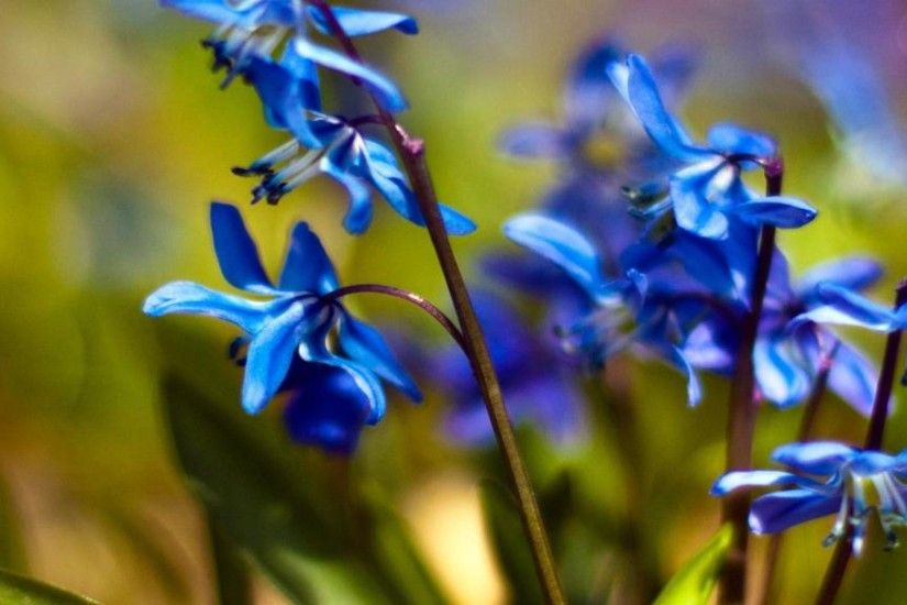 Blue Spring Flowers Desktop Backgrounsds