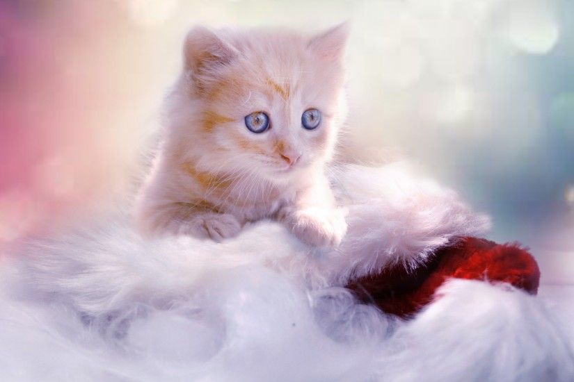 HD Wallpaper: Lovely Kitten for Christmas