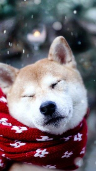 Dog, Shiba Inu, Sleeping wallpaper thumb