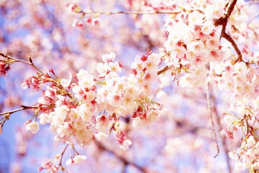 Photo "Cherry Blossoms" by mrhayata