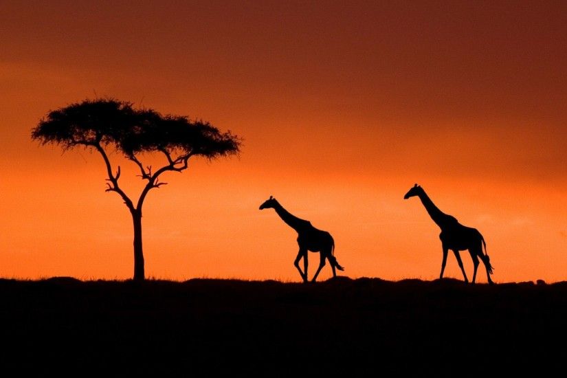 sunset pictures in HD | Giraffes In The Sunset Wallpapers | HD Wallpapers  Arena