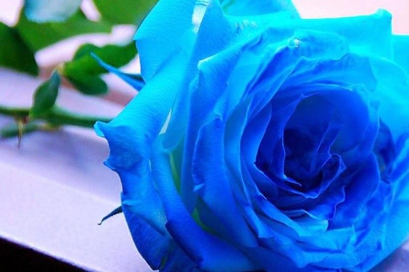 Blue, Roses, Widescreen, High, Definition, Wallpaper, Free, Images,  Amazing, Cool, High Resolution, 1920Ã1080 Wallpaper HD
