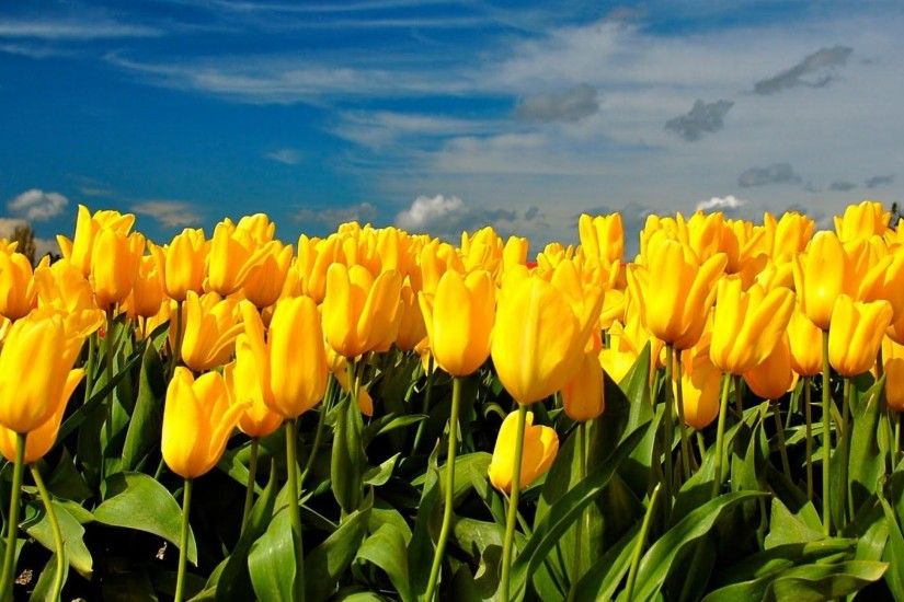 wallpaper.wiki-Tulips-flowers-yellow-sky-clouds-spring-