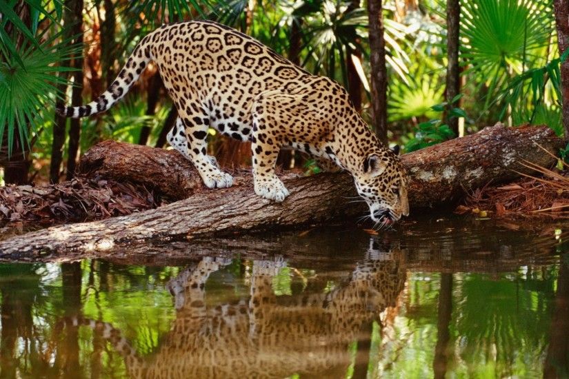 pictures download leopard wallpapers hd desktop wallpapers high definition  monitor download free amazing background photos artwork 1920Ã1080 Wallpaper  HD
