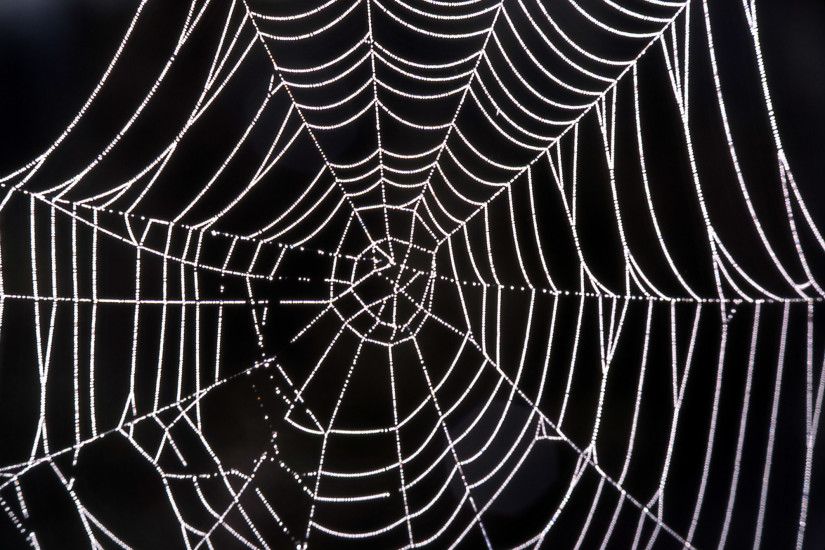 Spider Web Wallpaper Full HD #AjL