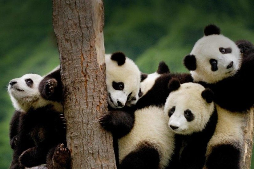 Funny Baby Panda Animal Picture #7539 #10146 Wallpaper | SpotIMG