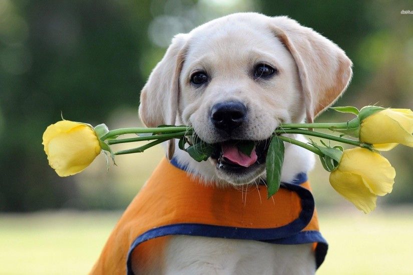 Labrador puppy with yellow roses Animal HD desktop wallpaper, Rose wallpaper,  Dog wallpaper, Puppy wallpaper, Labrador wallpaper - Animals no.