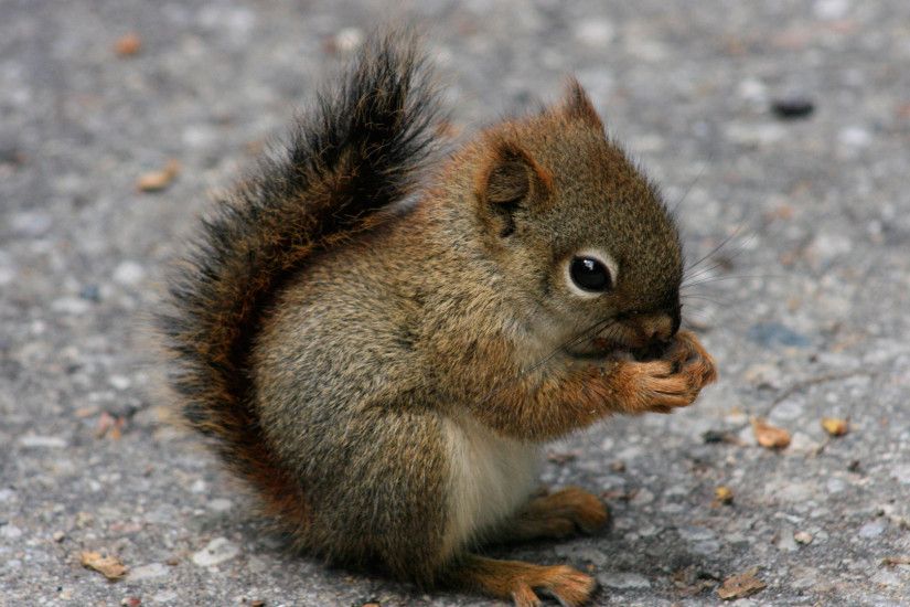 baby animals | Home › Animals › Cute Squirrel Baby Animal HD Wallpaper For .
