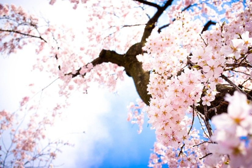 Cherry Blossom Tree, Flowers Wallpaper, hd phone wallpapers .