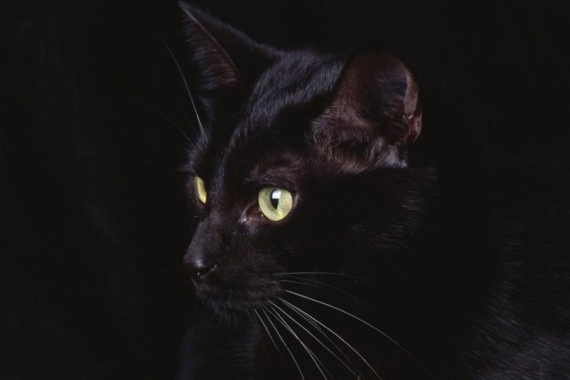 black cat animal wallpaper 1920x1080 3000, Full HD Wallpaper, Desktop .