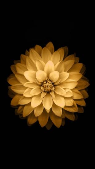 Golden Lotus Flower iOS Android Wallpaper ...