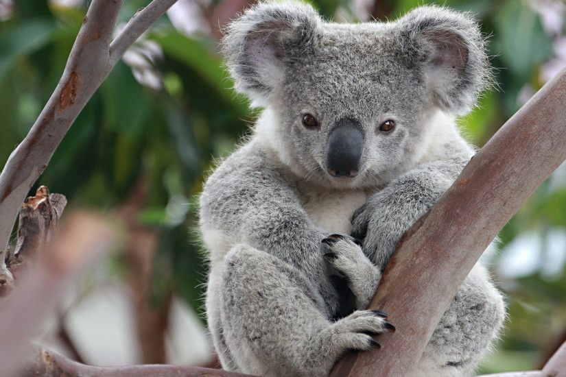 16 Wonderful HD Koala Wallpapers