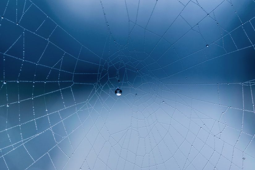 3840x2160 Wallpaper spider web, close-up, drops