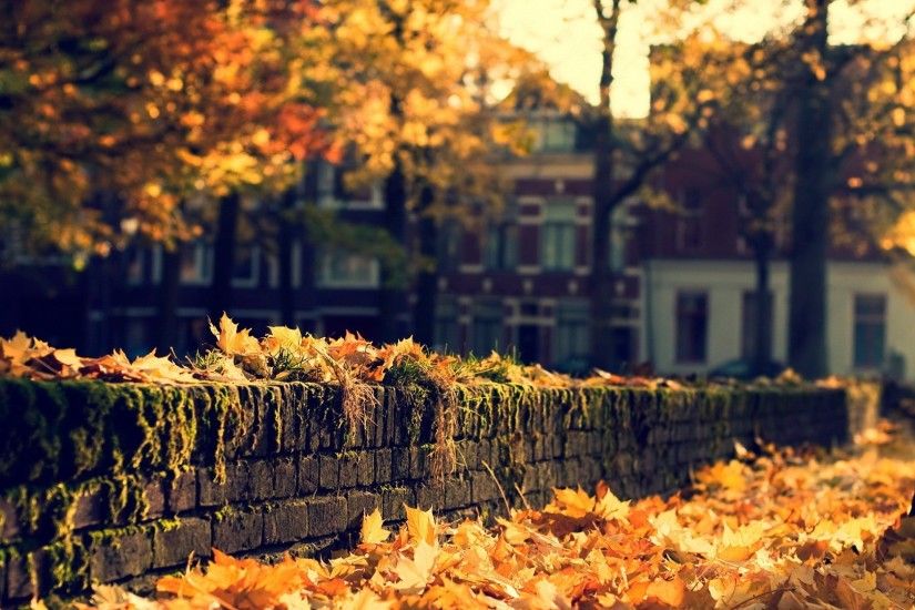 Fall Autumn City Background