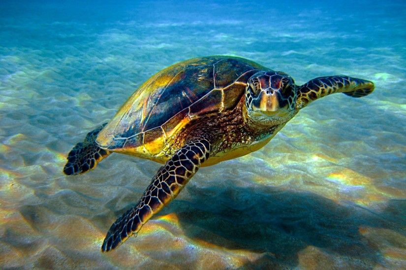 Honu by Antia Wintner , Hawaiian Green Sea Turtle Sea Turtle Restoration  Project