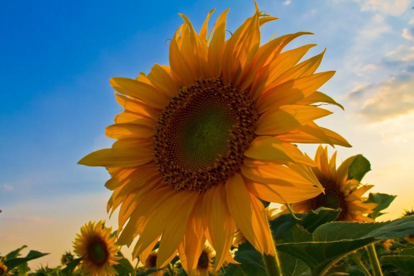 sunflower background 2560x1600 samsung
