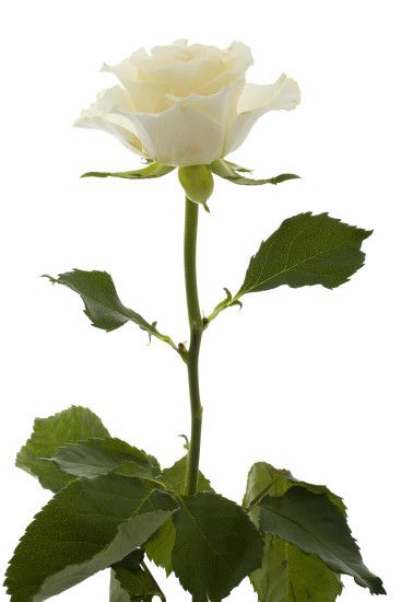 File:White Rose (5469938764).jpg