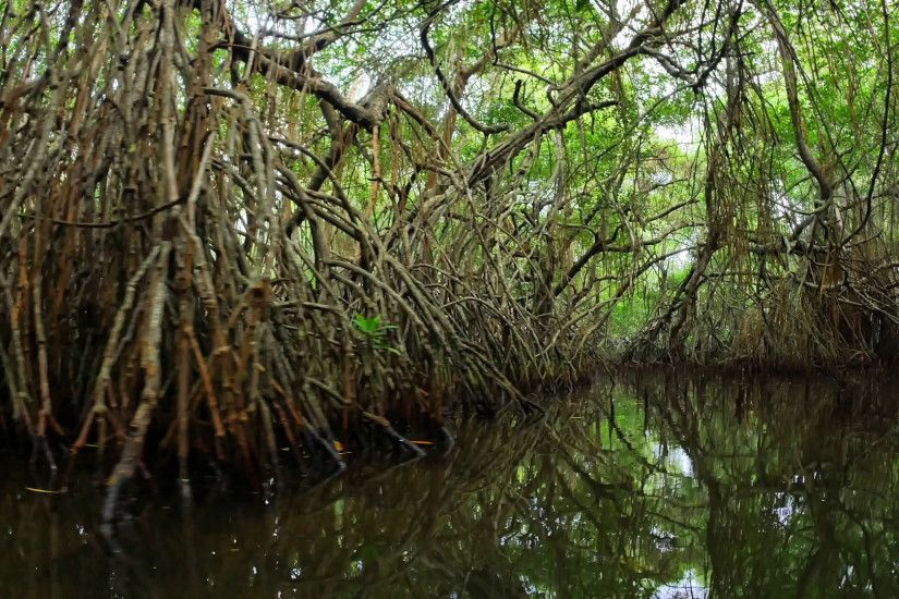 Mangrove forest ecosystem enviroment natural landscape. Amazing tropical  nature background. Wilderness of Sri Lanka Stock Video Footage - VideoBlocks