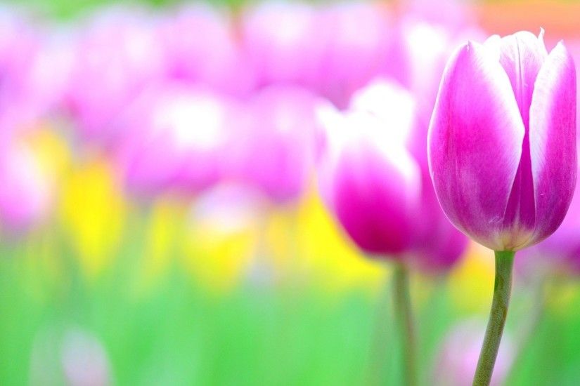 Pink Tulip Flowers Blur Background Wallpaper