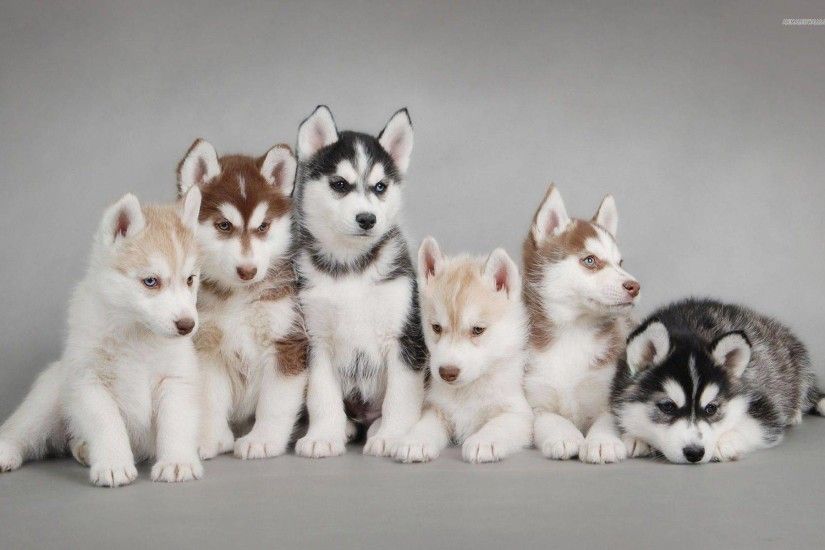 Cute Fluffy Husky Puppies In Snow