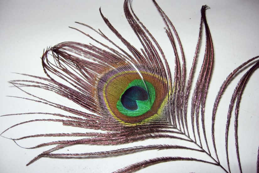 Most Beautiful Peacock Feather Backgrounds