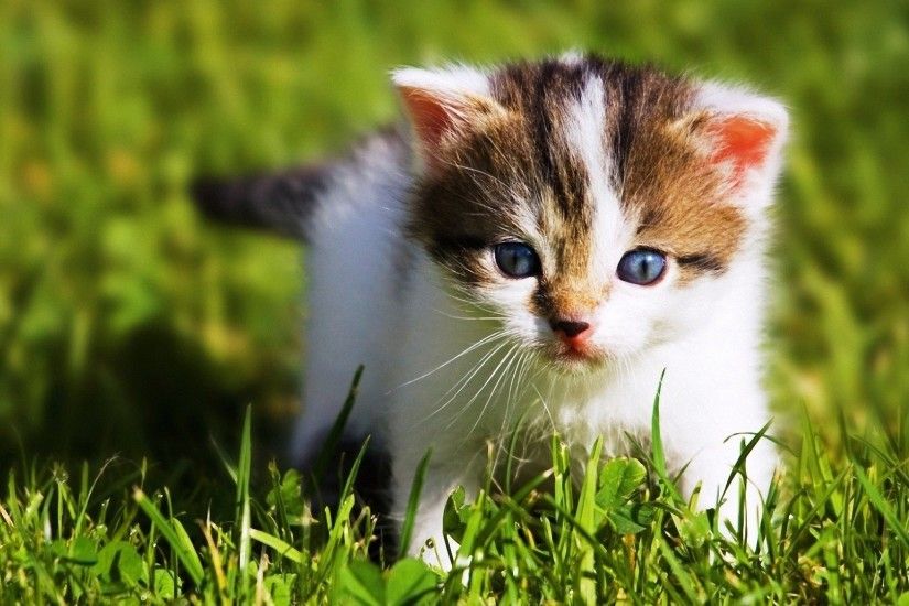 Cute Baby Cat Beautiful Baby HD Wallpaper
