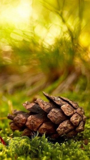 Beautiful Pine Nut On Grassland Bokeh Background #iPhone #6 #plus #wallpaper