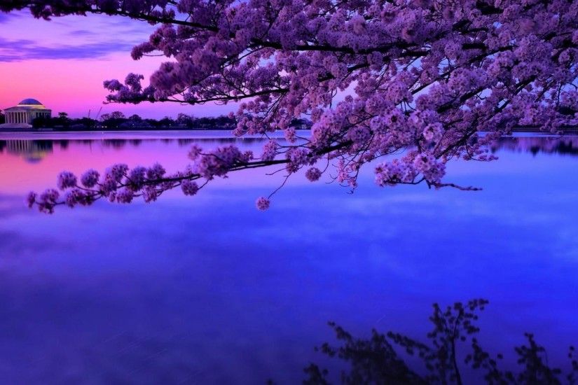 Cherry Tag - Morning Cherry Twilight Blossoms Basin Monument Tidal Blossom  Tree Mountain Lake Desktop Wallpaper