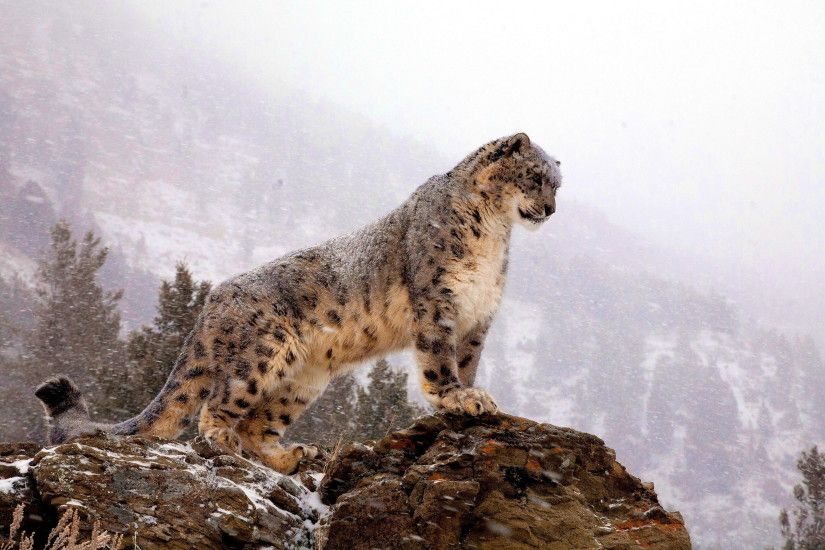 Themed Snow Leopard Wallpaper Cheap Space Ideas Design Accessorizing Colors  Wonderfully Manage Solid
