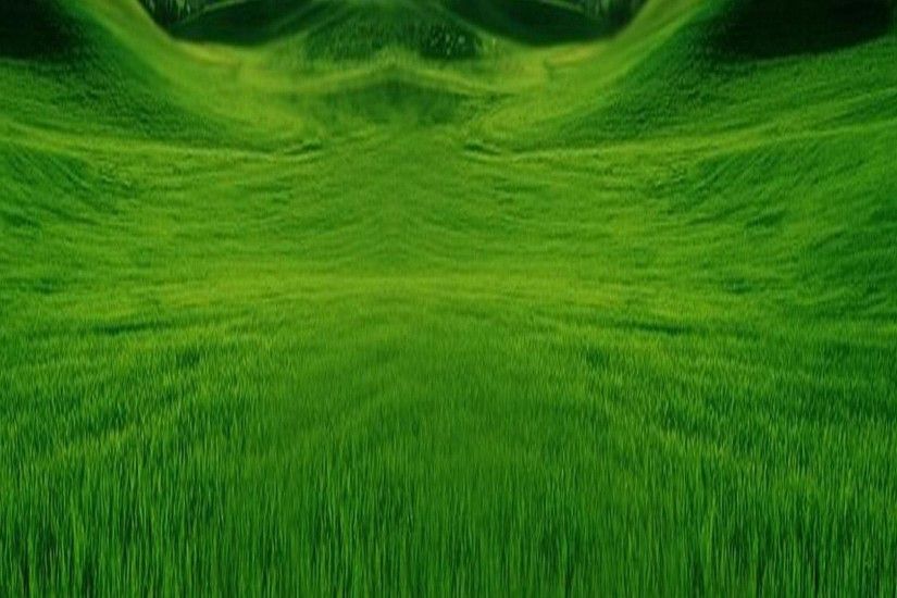 green grassland HD wallpapers