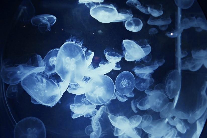 Jellyfish underwater ocean sea bokeh jelly (5) wallpaper | 3000x2000 |  224888 | WallpaperUP