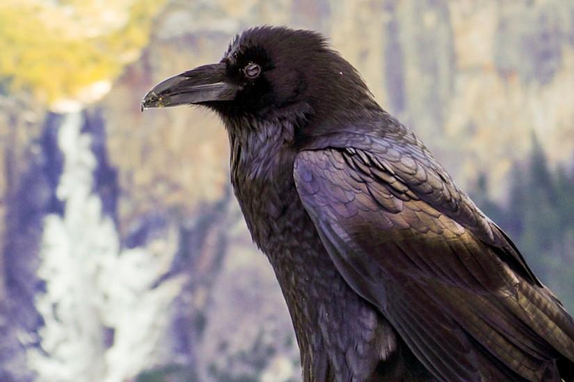 Preview wallpaper raven, crow, bird, sitting 1920x1080