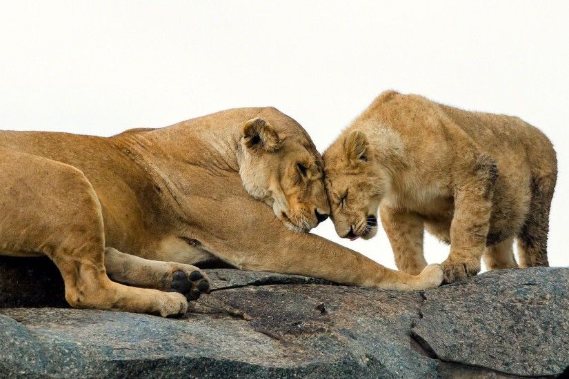 Cub and lioness wallpaper