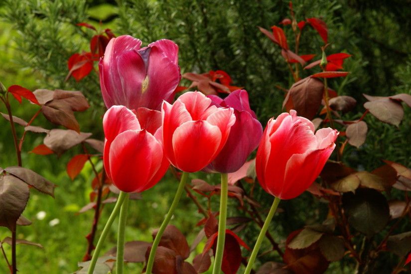 Roses and violet tulips