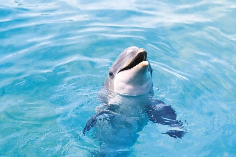 Cute Dolphin Smile Wallpaper Best 233 #5479 Wallpaper | High .