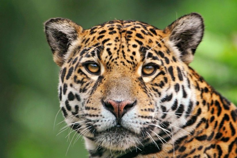 Jaguar of the tropical rainforest wallpaper | 2560x1600 | 2464 | WallpaperUP