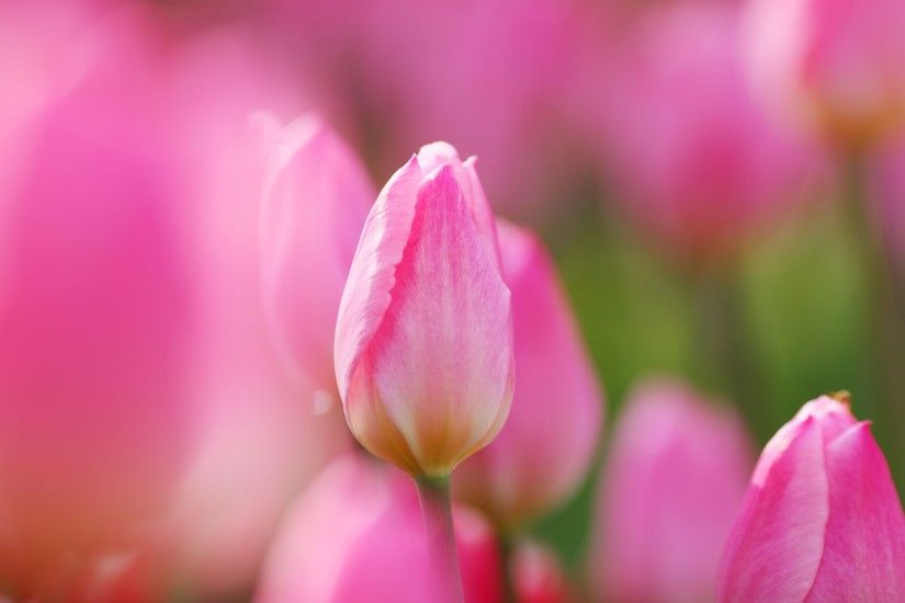 Pink Tulips wallpapers and stock photos