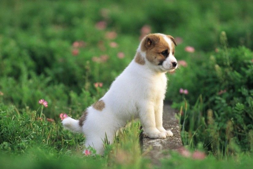 HD Wallpaper and background photos of Pretty Dog wallpaper for fans of  Puppies images.