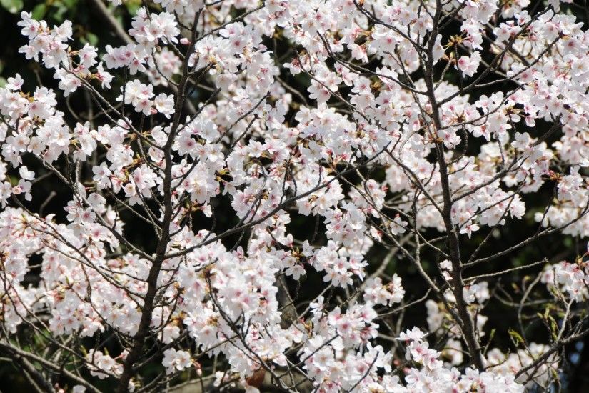 cherry blossom wallpaper desktop backgrounds