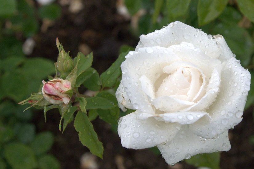 white rose with raindrops