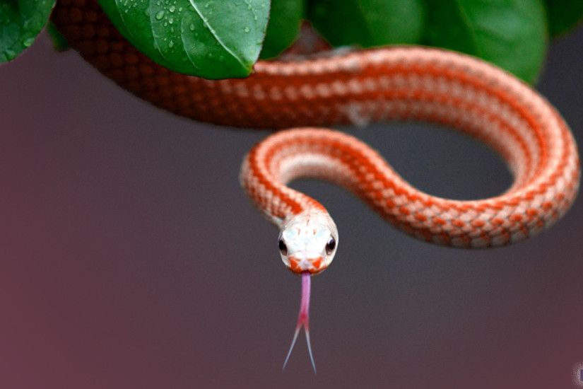 Exotic Snake Wallpapers Exotic Snake Images for Free MTX