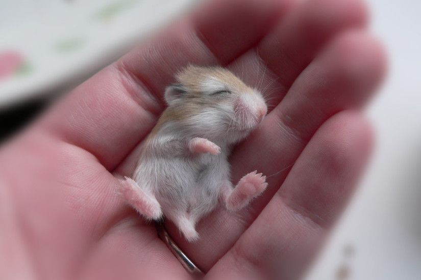 Sleeping Baby Hamster Wallpaper