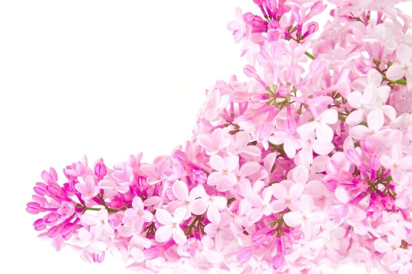 wallpaper.wiki-Invitation-pink-flower-wallpaper-tumblr-flower-