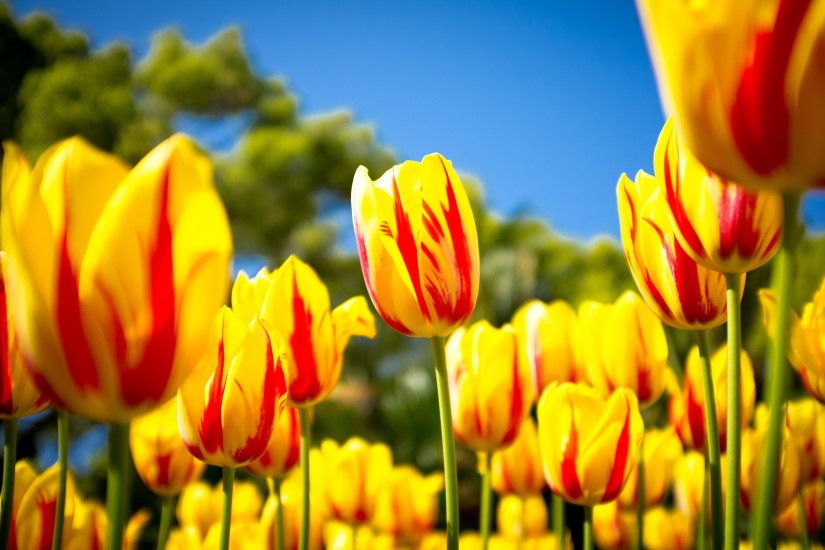 Yellow red tulips