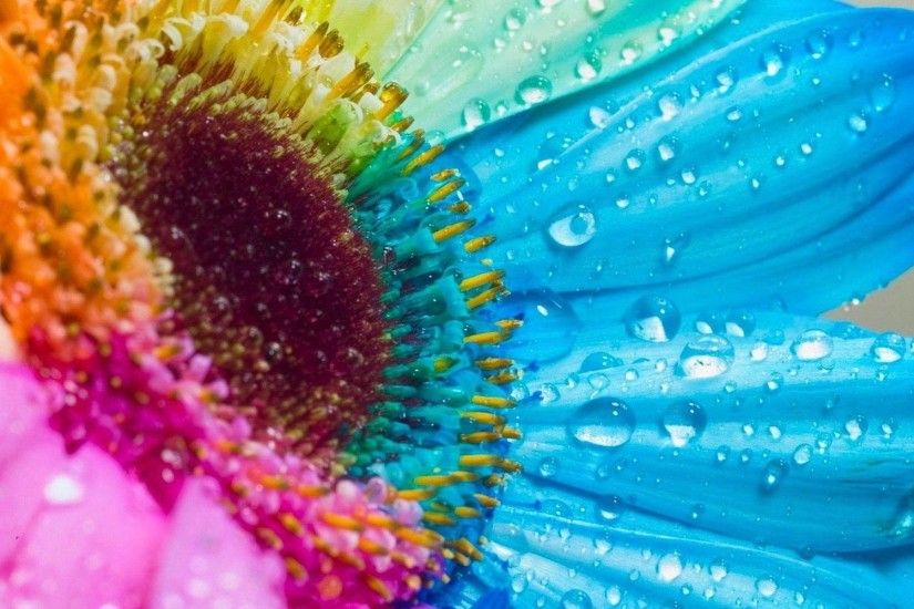 Rainbow colored flower Wallpapers | Pictures