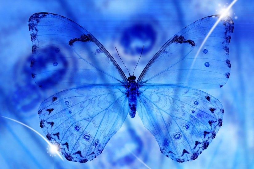 blue butterfly on white stones desktop background wallpapers hd 1920x1080
