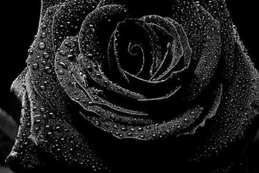 Wallpaper Black Rose - Wallpapers