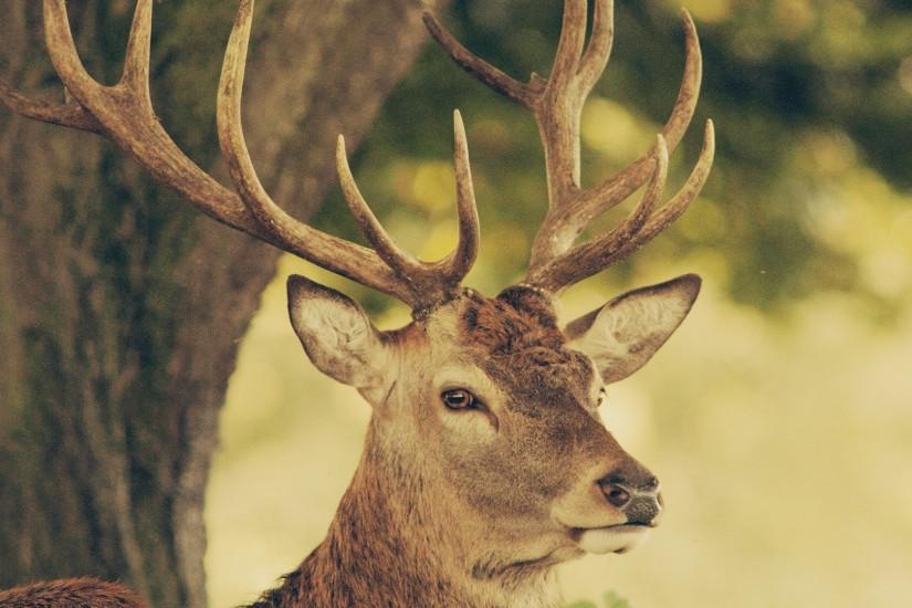 most popular deer wallpaper 1920x1080 meizu