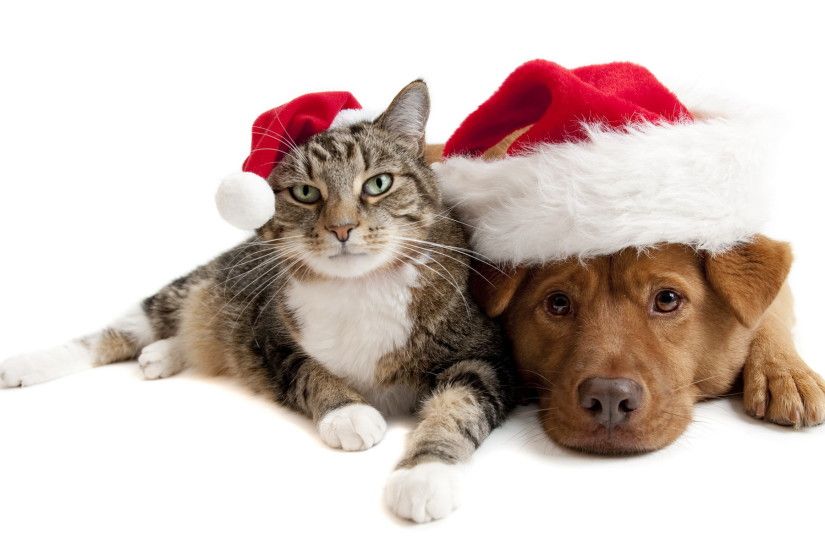 25 best ideas about <b>Christmas</b> kitten on Pinterest |